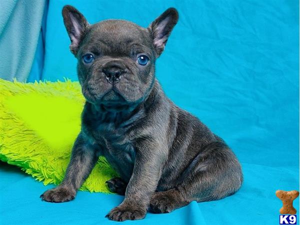 a small black french bulldog dog