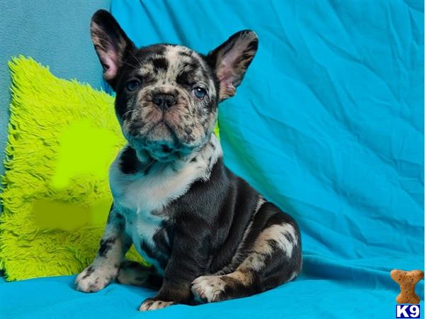 a french bulldog dog sitting next to a ball