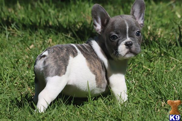 a small french bulldog dog sitting in the grass