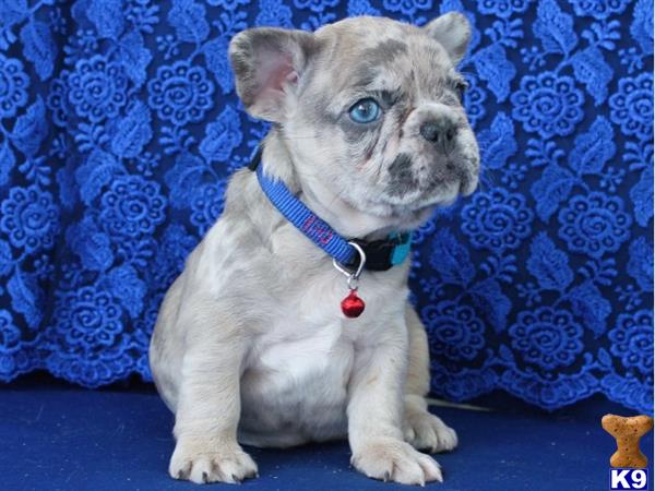 a small french bulldog puppy sitting on a blue surface