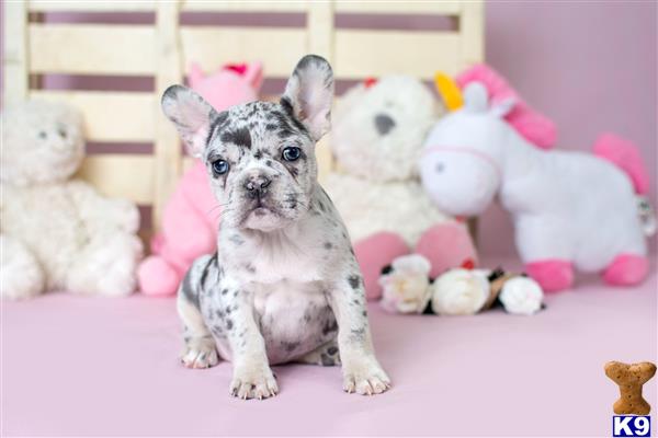 a french bulldog dog sitting in front of a pile of stuffed animals