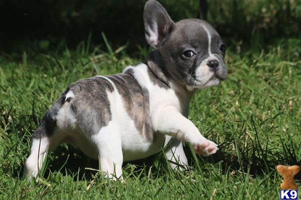 a small french bulldog dog in the grass