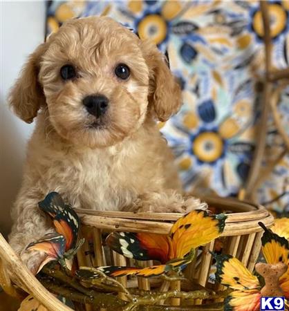 a maltipoo dog in a basket of flowers