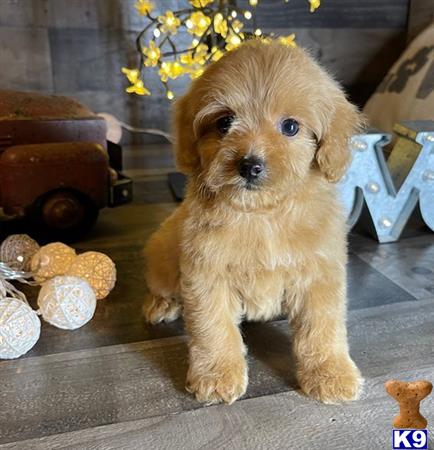 a maltipoo puppy sitting on a tile floor