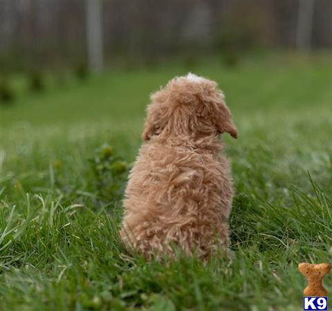a maltipoo dog sitting in the grass