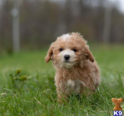 a maltipoo dog sitting in the grass