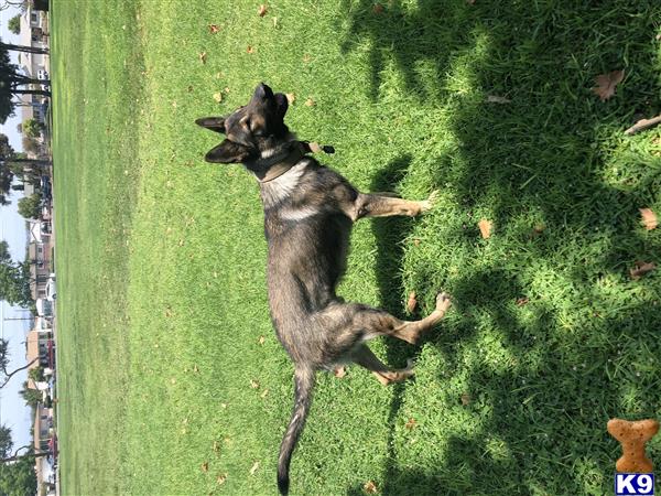 a german shepherd dog jumping in the air