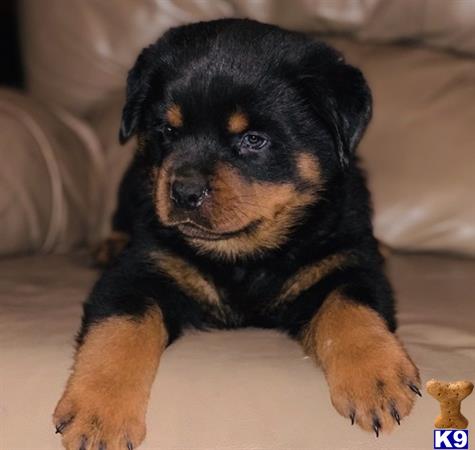 a rottweiler puppy lying on a couch