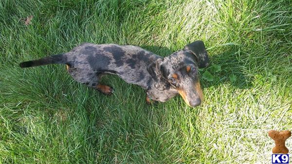 a dachshund dog lying in the grass