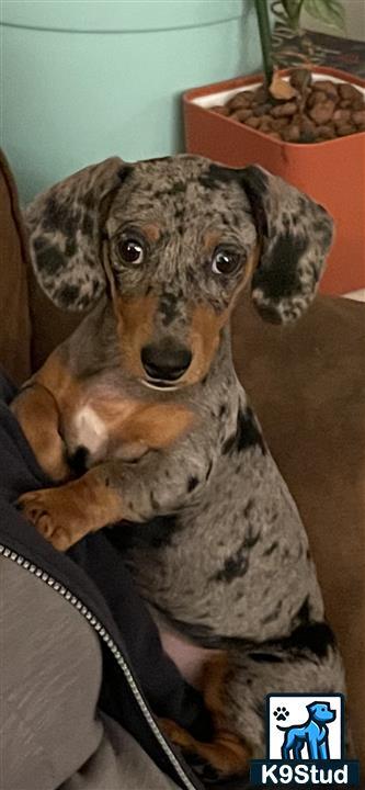 a dachshund dog with a stuffed animal