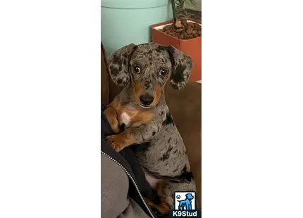 a dachshund dog with a stuffed animal