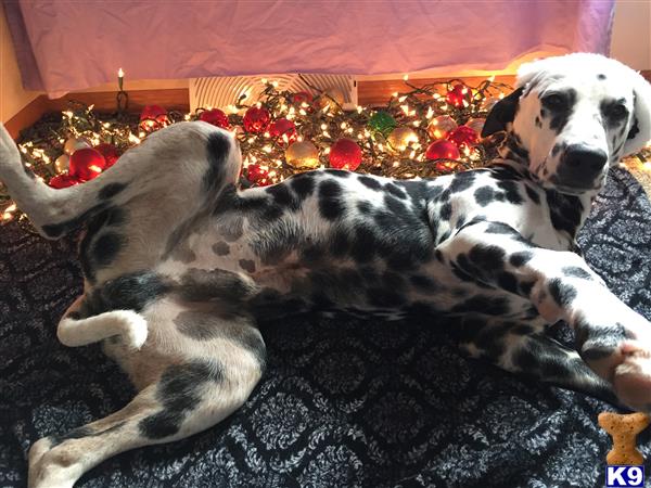 a dalmatian dog lying on a blanket