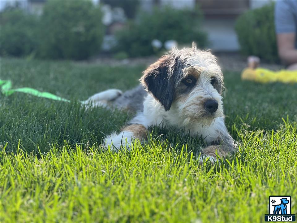 a bernedoodle dog lying in the grass