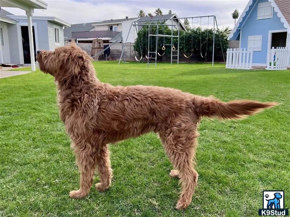 a goldendoodles dog standing on grass