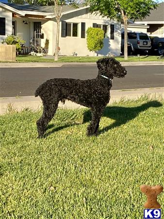 a poodle dog standing in the grass