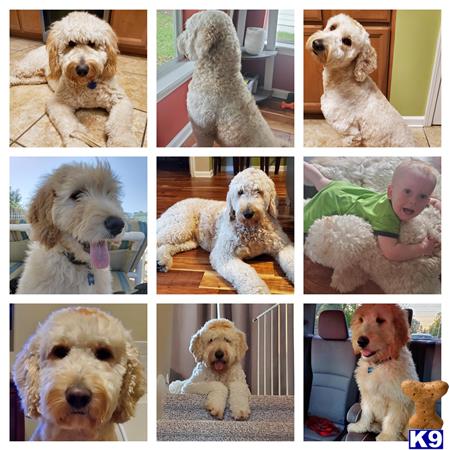 a collage of goldendoodles dogs