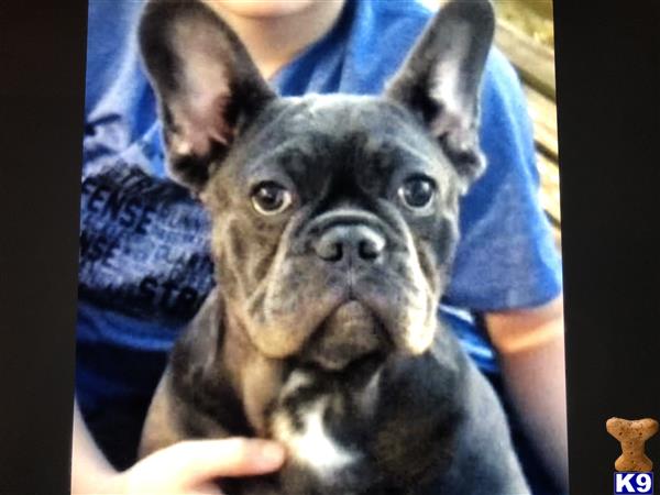a french bulldog dog with a persons hand on its head