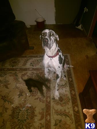 a great dane dog sitting on a rug