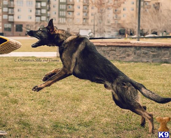 a german shepherd dog jumping in the air
