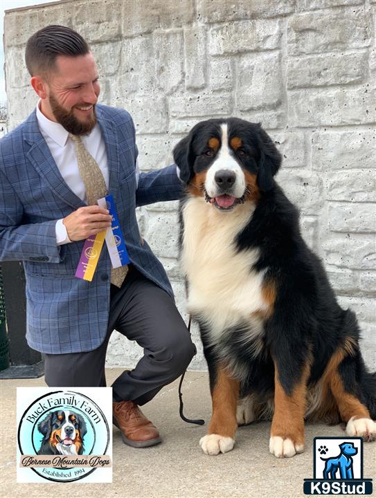 a person and a bernese mountain dog dog