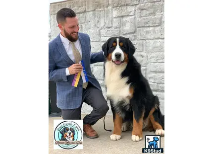 a person and a bernese mountain dog dog