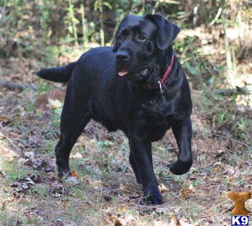 a black labrador retriever dog standing in the woods