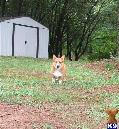 a pembroke welsh corgi dog running in a grassy area