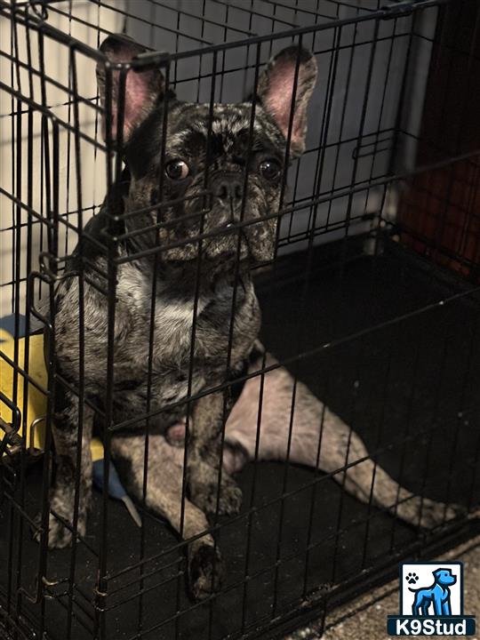 a french bulldog dog in a cage