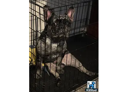 a french bulldog dog in a cage