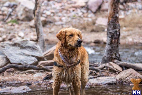 a golden retriever dog standing in water