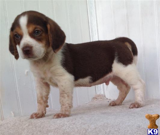 a beagle puppy standing on carpet