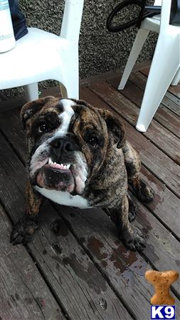 a english bulldog dog lying on a wood floor