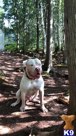 a american bulldog dog sitting in a forest