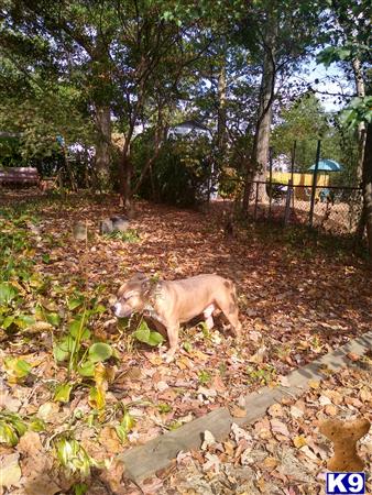 a american bully dog in a yard