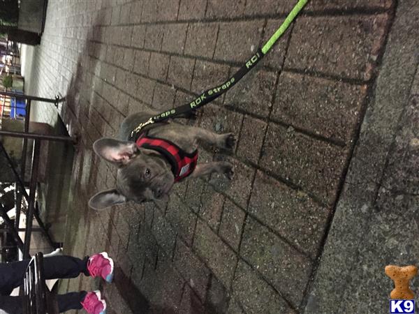 a french bulldog dog on a leash