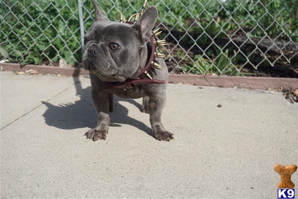 a french bulldog dog standing on a sidewalk