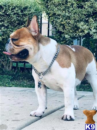 a french bulldog dog with a leash