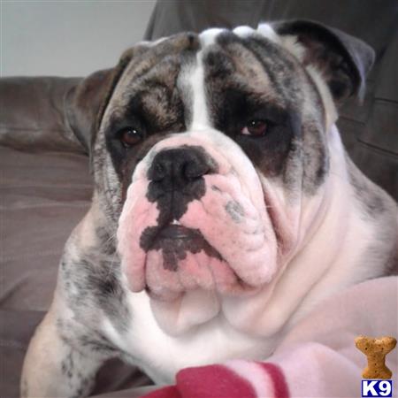 a english bulldog dog with its mouth open