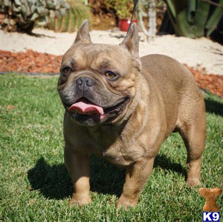 a french bulldog dog standing on grass