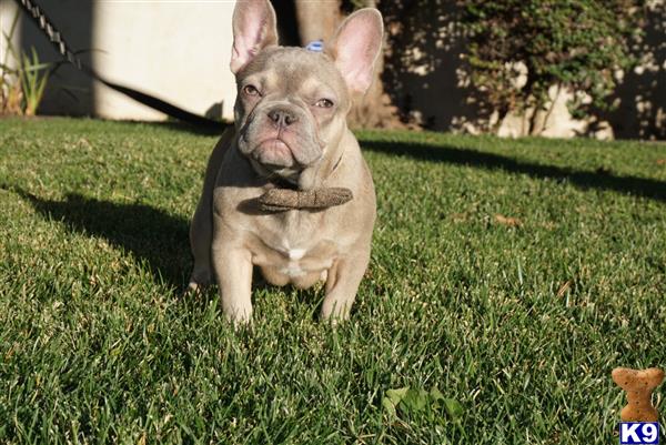 a french bulldog dog with a bow tie