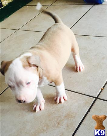 a american pit bull dog lying on the ground