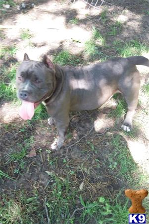 a american bully dog standing on grass