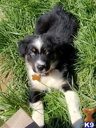 a australian shepherd dog in the grass