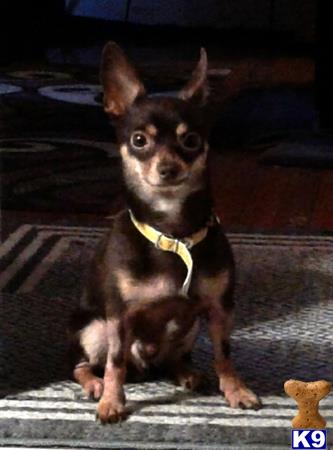 a chihuahua dog wearing a bow tie