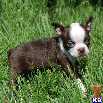 Boston Terrier Puppy for Sale: Registered Female Pammy 10 Years old