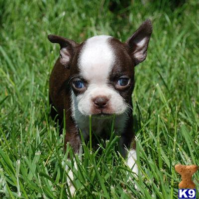 Boston Terrier Puppy for Sale: Registered Female Pammy 10 Years old