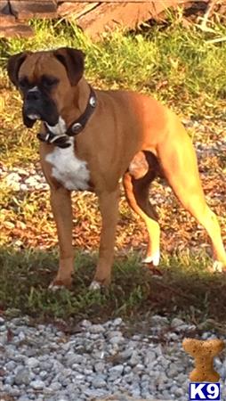 a boxer dog standing on grass