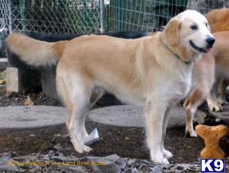 a golden retriever dog standing on a rock