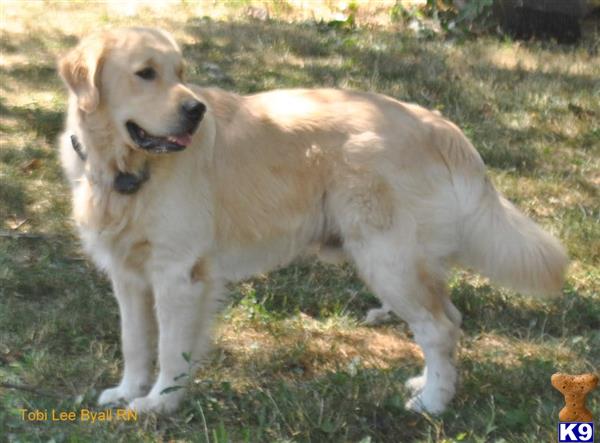 a golden retriever dog standing in the grass