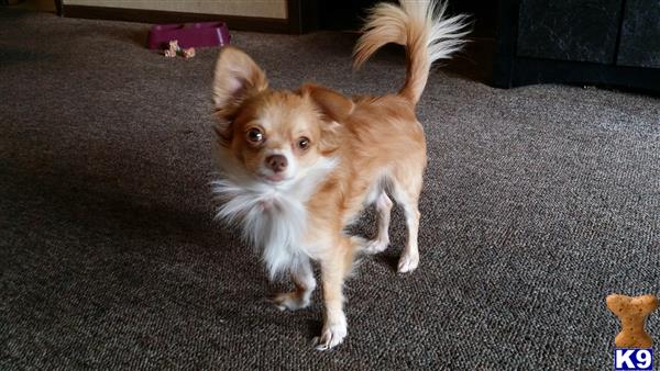 a chihuahua dog standing on carpet